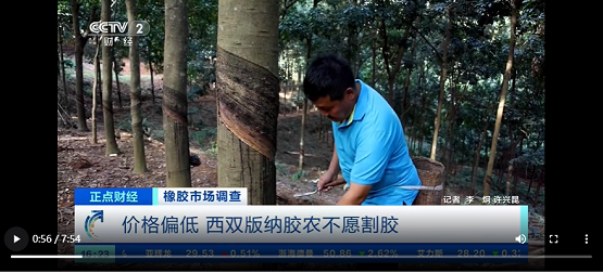 價格偏低，西雙版納膠農不愿割膠