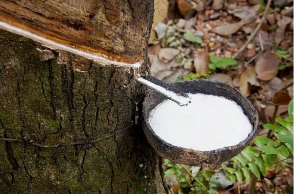 天然橡膠主產地產量下滑橡膠產能受限