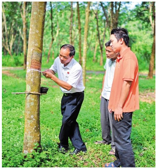 羊風極(左一)正在參與橡膠采收工作 羊風極(左一)正在參與橡膠采收工作