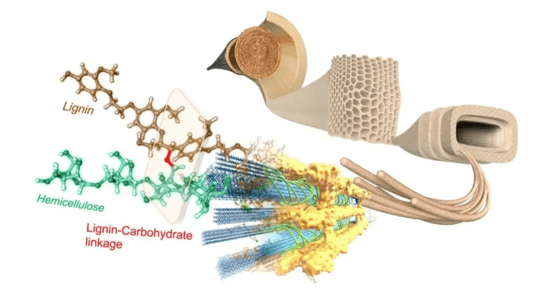 　雙方共同研發(fā)、制備了可用于電動汽車輪胎的纖維素生物基新材料，作為炭黑的可持續(xù)替代品。目前，正在實(shí)施推出含有這種填料的輕量化、低滾阻高性能綠色輪胎。
