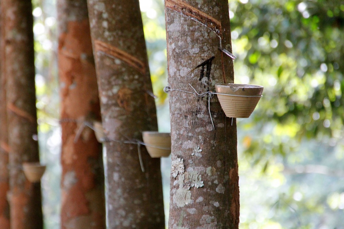 國家數(shù)字種植業(yè)（天然橡膠）創(chuàng)新分中心建設項目獲批
