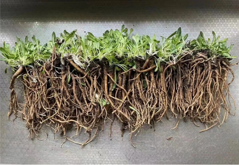 玲瓏著眼未來，搶占研究制高點，早在2012年已成功應(yīng)用植物油替代石油類增塑劑，大大提升膠料可再生材料比例，同時開啟以蒲公英橡膠為主，兼顧銀膠菊橡膠和我國特有杜仲橡膠的第二天然橡膠的開發(fā)計劃。