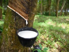 全球天然橡膠產量增速放緩 中國需求成市場壓艙石