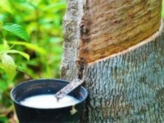 天然橡膠碳足跡標準，正式發布！